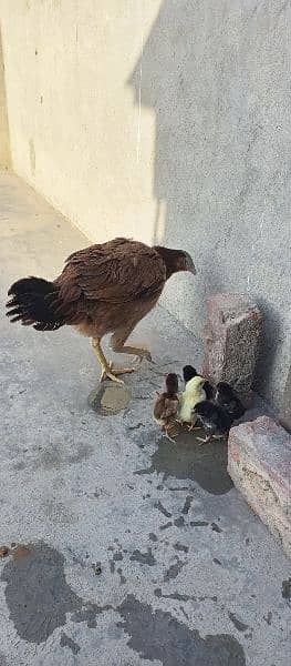 new born babies with hen for sale 1