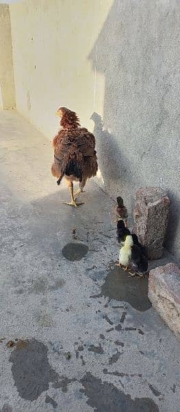 new born babies with hen for sale 2