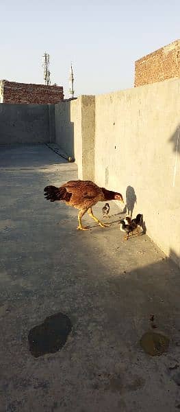 new born babies with hen for sale 3