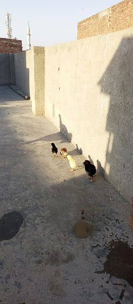 new born babies with hen for sale 4