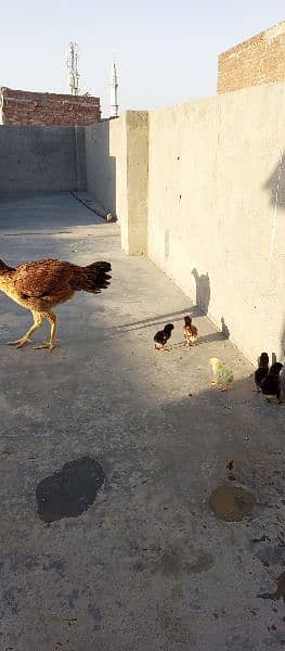 new born babies with hen for sale 5