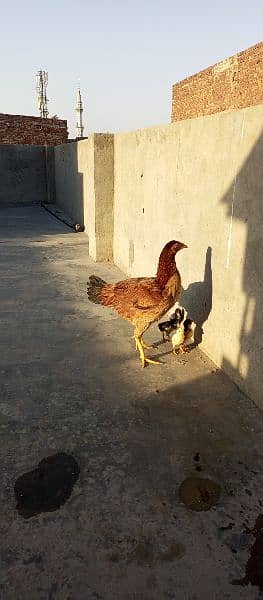 new born babies with hen for sale 7