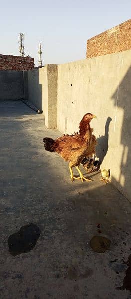 new born babies with hen for sale 8