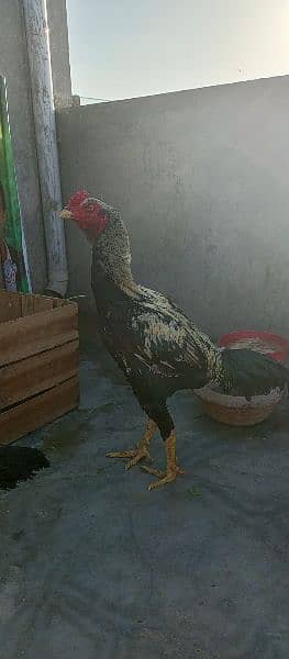 new born babies with hen for sale 13