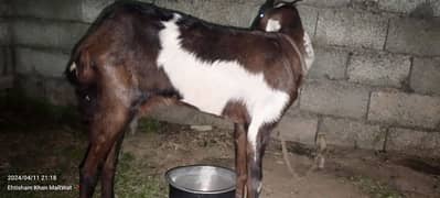 two goats brown and black. (female)