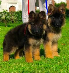 Gsd long coat puppies show quality long coat  age 3 month for sale