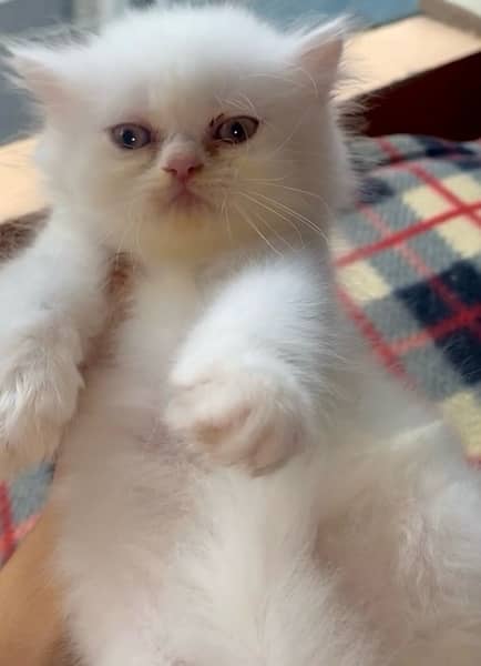 white persian male available 0