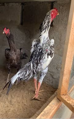 O Shamo King Size Chicks Age 2 Weeks 0