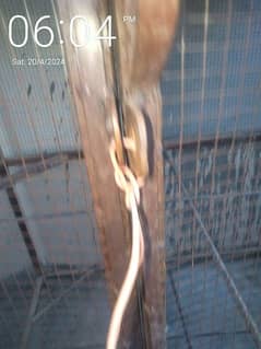 Birds and Hens cage for sale 0