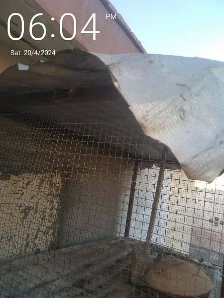 Birds and Hens cage for sale 4