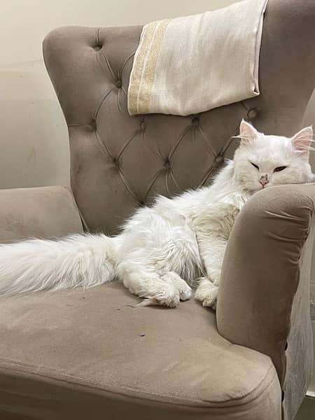 white persian male cat 0
