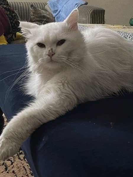 white persian male cat 1