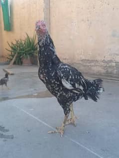 Black mushkii for sale with 5 aseel chicks