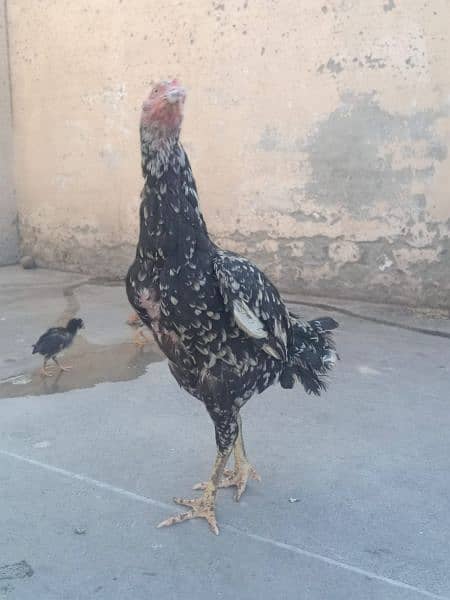 Black mushkii for sale with 5 aseel chicks 1