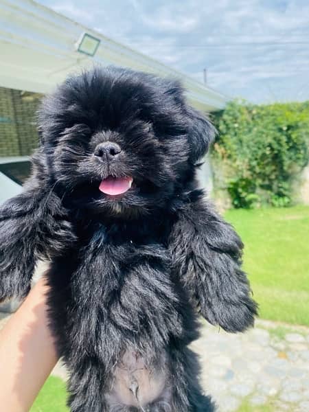 shitzu Dog puppies for sale 3