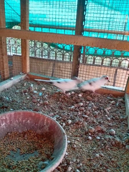 Diamond Pied Breeder pair 2