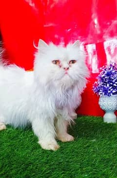 Extreme Punch Face Persian Female Cat