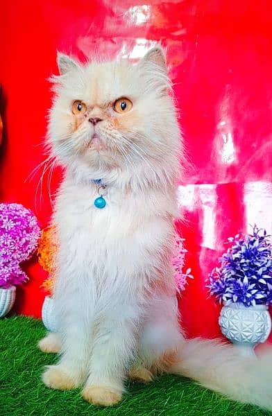 Extreme Punch Face Persian Female Cat 1