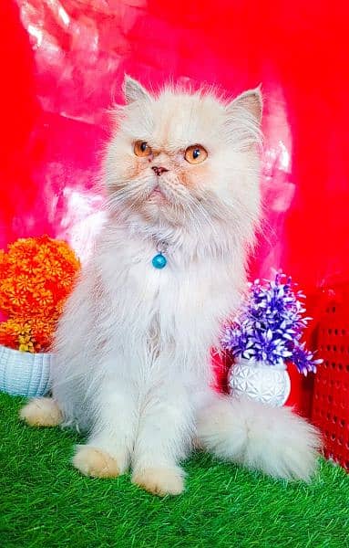 Extreme Punch Face Persian Female Cat 2