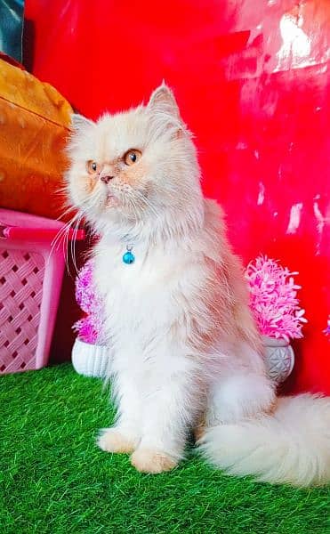 Extreme Punch Face Persian Female Cat 3