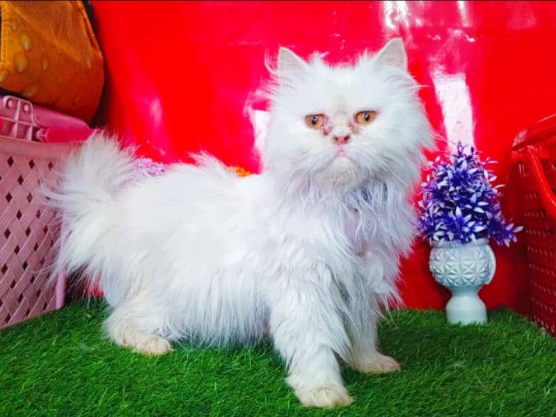 Extreme Punch Face Persian Female Cat 4
