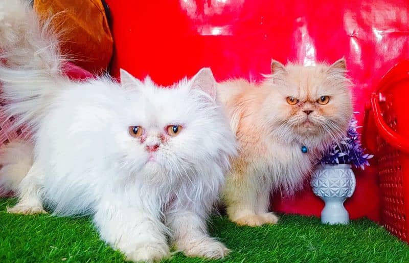Extreme Punch Face Persian Female Cat 5