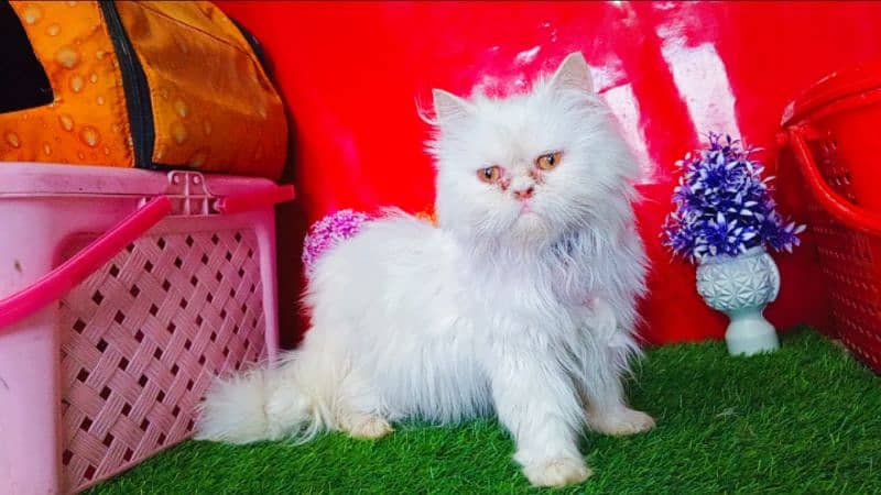 Extreme Punch Face Persian Female Cat 6