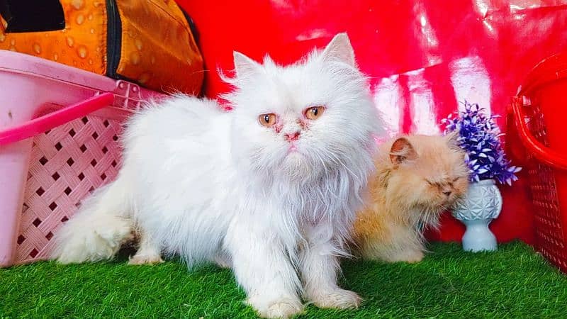 Extreme Punch Face Persian Female Cat 7