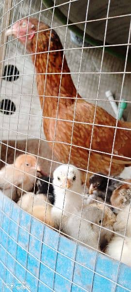 9 x Aseel chicks for sale Rs. 1050per piece. fertile aseel eggs 2