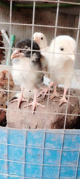 9 x Aseel chicks for sale Rs. 1050per piece. fertile aseel eggs 4