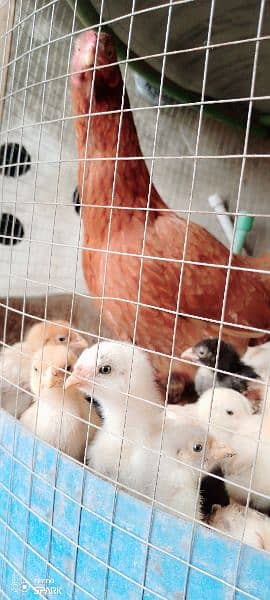 9 x Aseel chicks for sale Rs. 1100 per piece. fertile aseel eggs 5