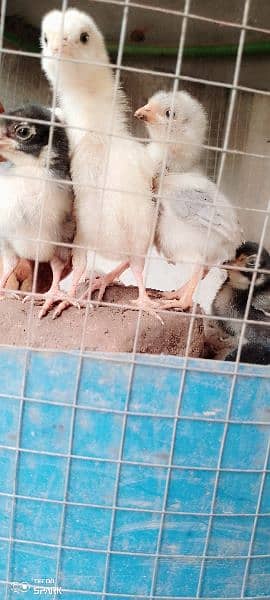 9 x Aseel chicks for sale Rs. 1100 per piece. fertile aseel eggs 7