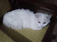 Persian Snow White Cat