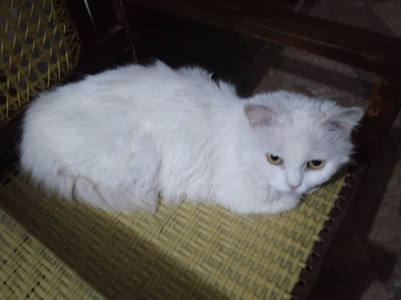 Persian Snow White Cat 0