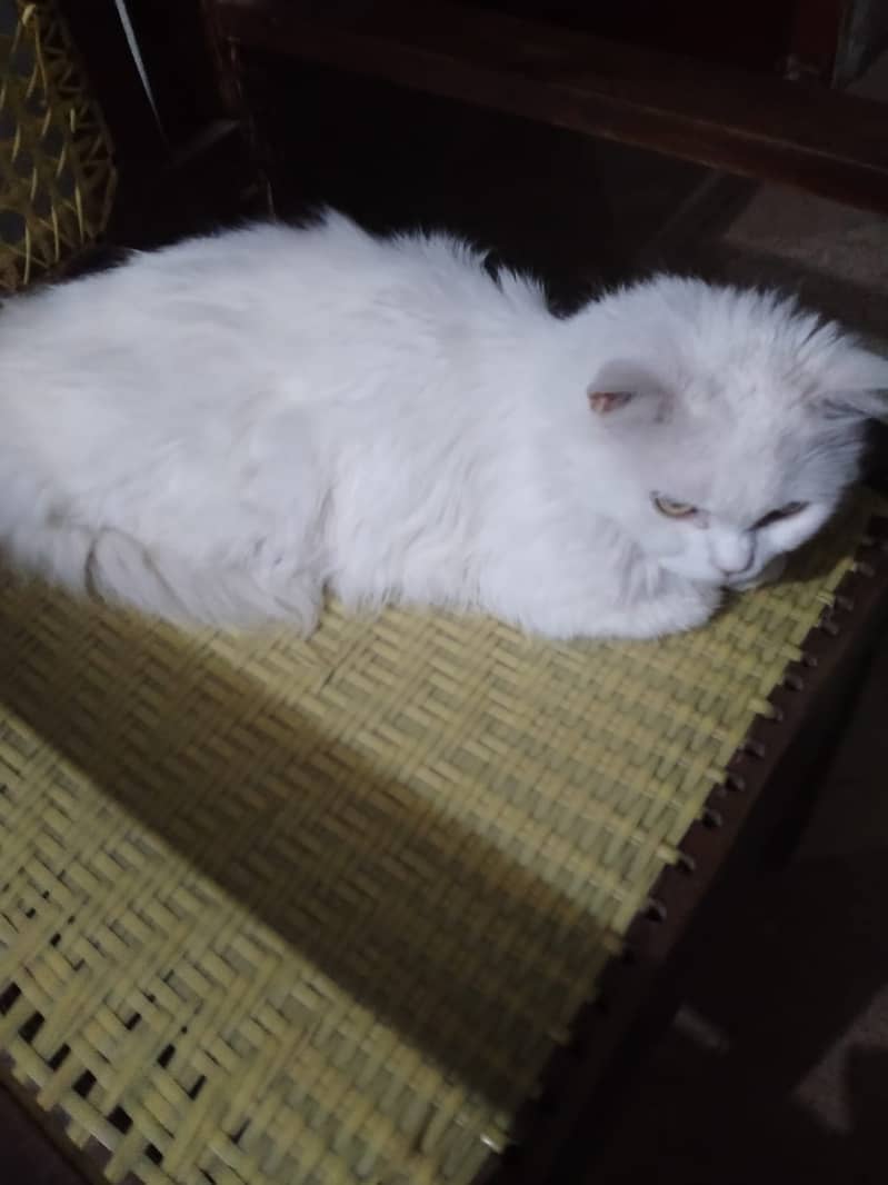 Persian Snow White Cat 1
