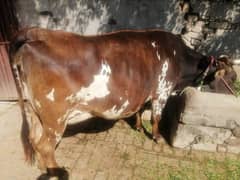 Jersey Cow for Sale