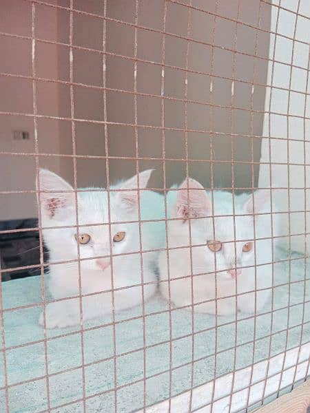 Persian Cat & Two kitten's 3
