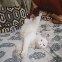 Beautiful Male cat rare breed Turkish angora  WhatsApp O3O87O44462