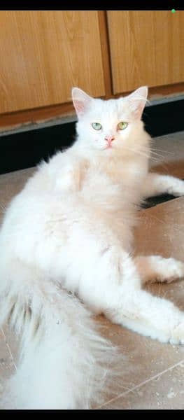 Beautiful Male cat rare breed Turkish angora  WhatsApp O3O87O44462 1