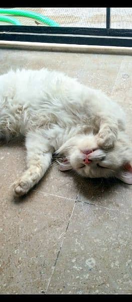 Beautiful Male cat rare breed Turkish angora  WhatsApp O3O87O44462 5