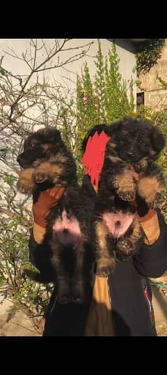 German shepherd long coat puppies 0