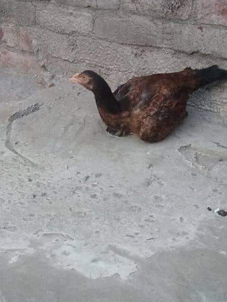 Aseel Hens and cocks 2
