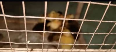 Desi duck chick age 20 days health and active