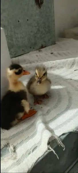 Desi duck chick 12 duck exchange with aseel murga 1