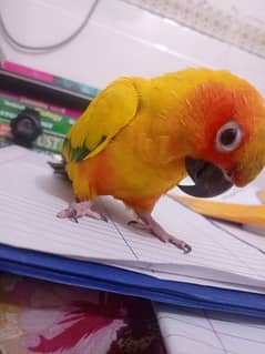 red factor sunconure hand tamed breeder pair available