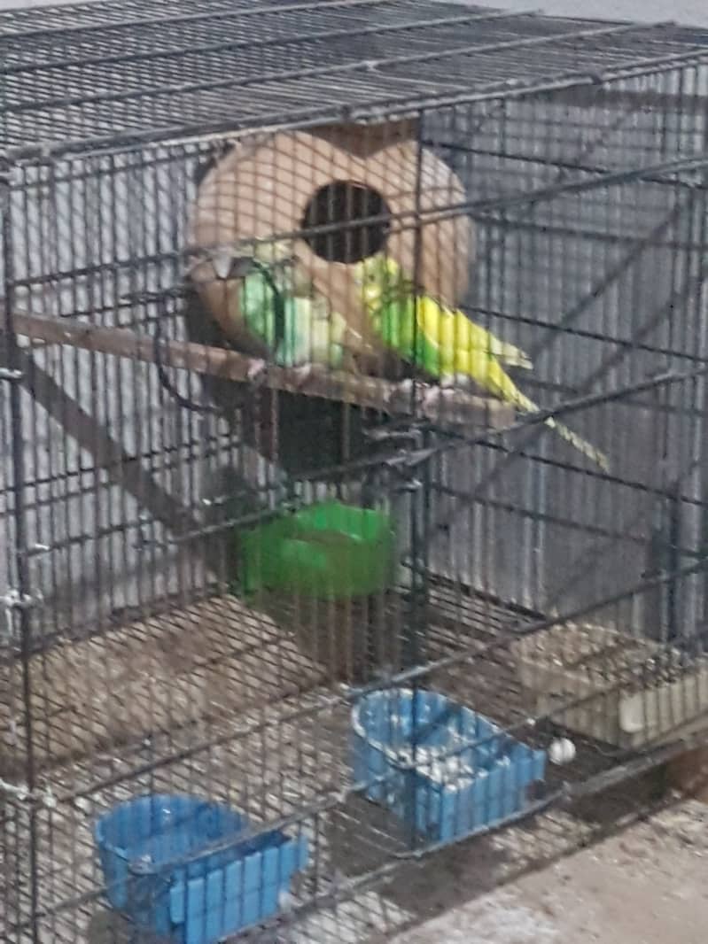 Australian parrots 1