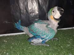 Belu golden macaw parrot available ha Whatsapp please 0331/4489/359