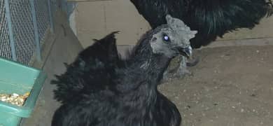 ayam cimani/black tongue/ring bird/murgian/hens/breeder 0