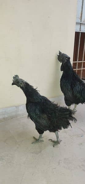 ayam cimani/black tongue/ring bird/murgian/hens/breeder 2