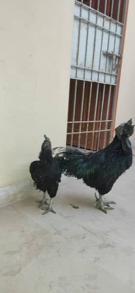 ayam cimani/black tongue/ring bird/murgian/hens/breeder 4